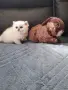 Котенца Мечта .Сребърни Чинчили , снимка 7