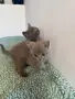Британски котенца, снимка 6