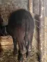мъжо биволче бартер , снимка 1