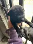 Продавам кученца Кане корсо, снимка 8