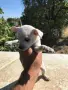 малки пинчерчета, снимка 5