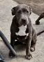 Американско Були Хл American bully Xl , снимка 2