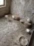 Пътпъдъци за яйца , снимка 2