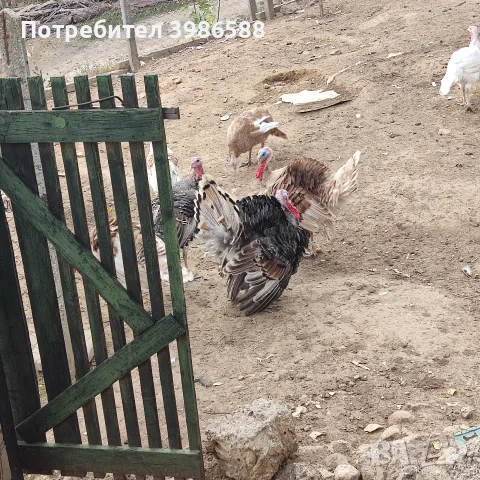 Пуйки,Пуяци Мисирки , снимка 6 - Кокошки и пуйки - 56645331
