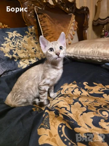 Бенгалски котета