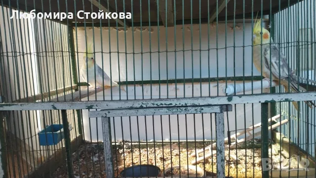 2 папагала корела с клетка