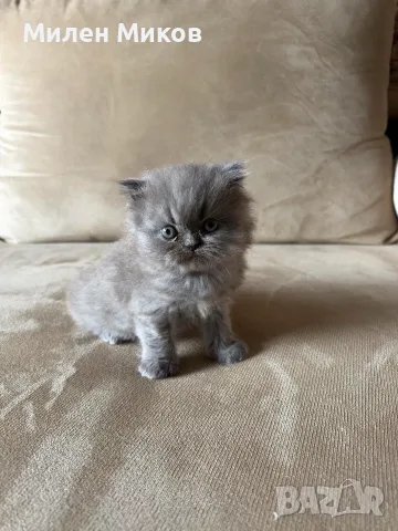 Персийски котета, снимка 7 - Персийска - 56661095