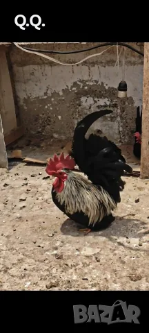 Продавам Шабо чифт, снимка 2 - Кокошки и пуйки - 56685795