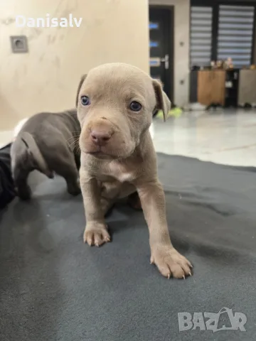Питбул Блу нос/ Pitbull Blue nose, снимка 12 - Питбул - 56749748