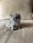 Персийски котета, снимка 7