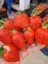Продавам разсад ягоди ималини, снимка 2