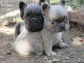 френски булдог флъфи, снимка 9