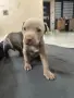 Питбул Блу нос/ Pitbull Blue nose, снимка 12
