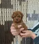 Пудел той момче и момиче, снимка 5