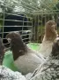 гълъби блондинети , снимка 4