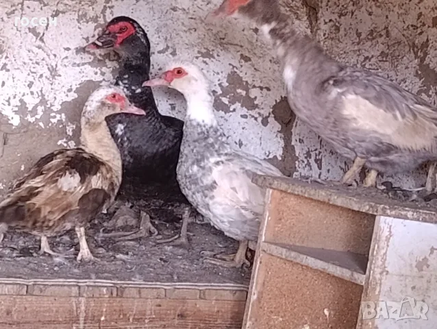 Зайци Мути патици крякащи патици , снимка 4 - Патици и гъски - 56600580