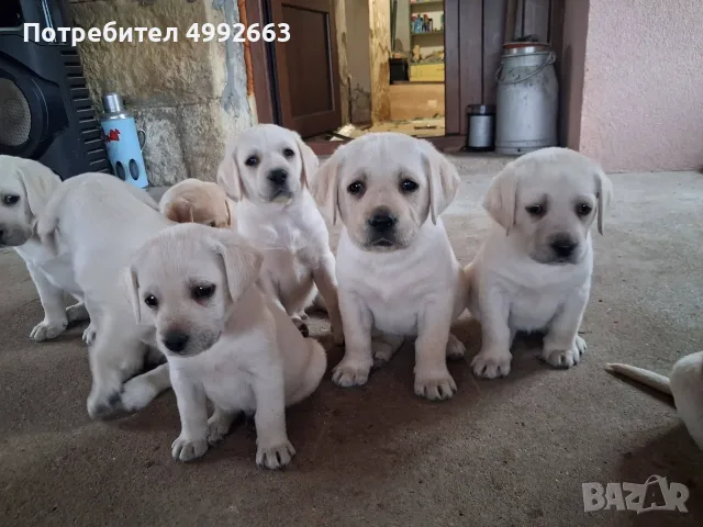 Кученца лабрадорчета