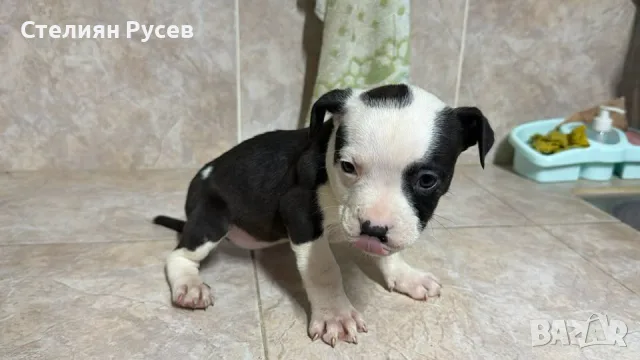 американско були ХЛ и стафордшир + стафордширски териер american bully xl готови за подарък 4 дами п