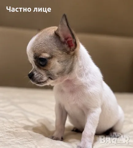 чихуахуа момиченце