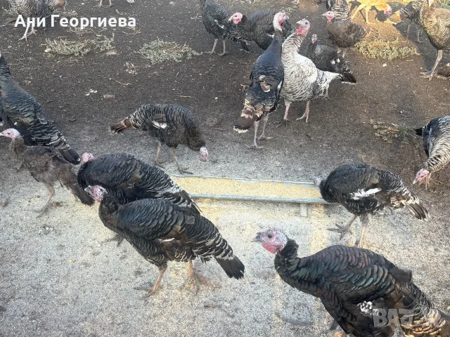 Пуйки на 4-месеца , снимка 4 - Кокошки и пуйки - 56573578