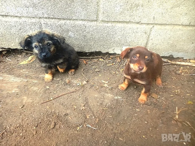 не чистокръвни чихуахуа