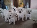 Кученца лабрадорчета, снимка 1