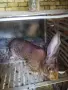 Зайци белгийски великан и пеперуда , снимка 5