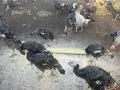 Пуйки на 4-месеца , снимка 4