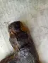 Ръчна помпа за палене на трактор дт20 , снимка 10