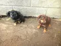 не чистокръвни чихуахуа, снимка 1