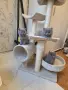 Продавам британски котета , снимка 1