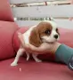 кавалер кинг чарлз шпаньол, снимка 7