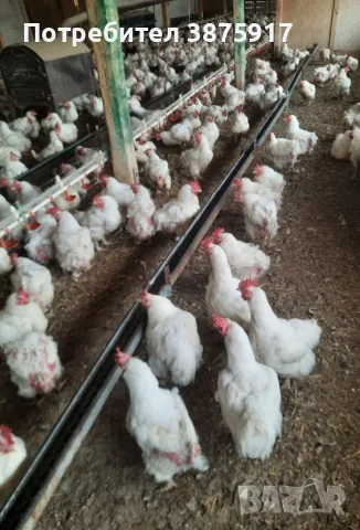 продавам бройлерни кокошки за клане 
