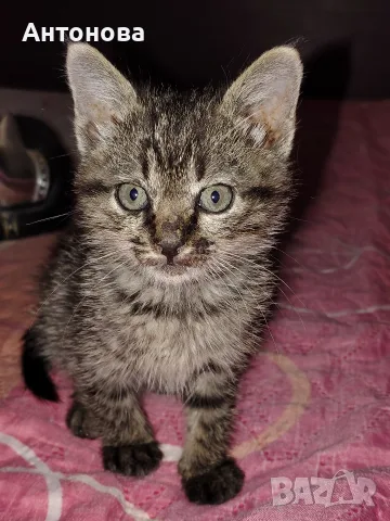 малко коте търси дом!