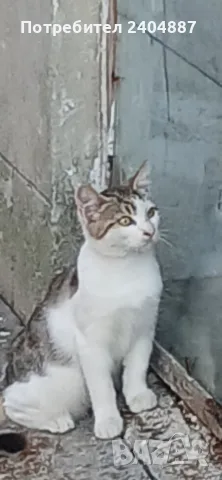 ПОДАРЯВАМ 2 ПРЕКРАСНИ КОТЕТА.