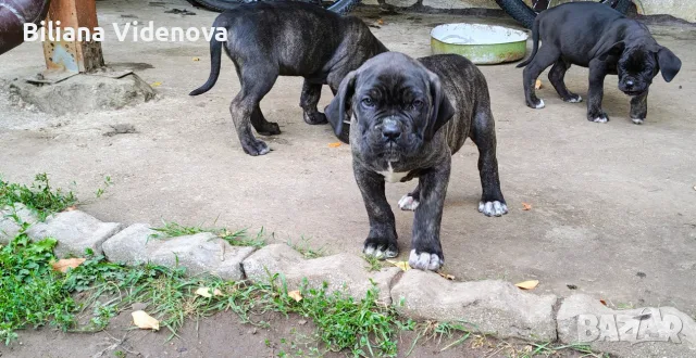 Продавам кученца Кане Корсо 