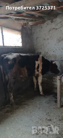 Продавам  мъжко теле, снимка 5 - Крави - 56575637