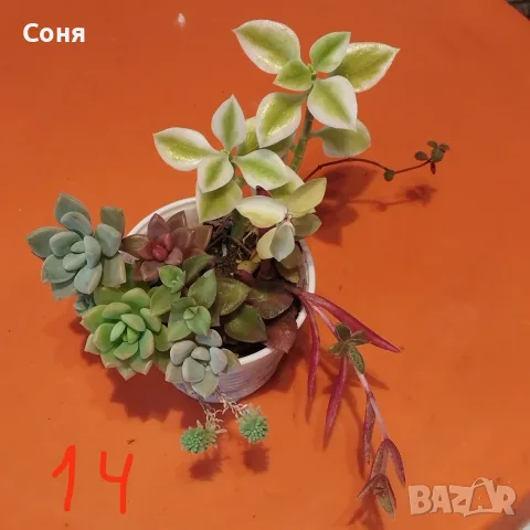 Сукуленти микс вкоренени, снимка 14 - Стайни растения - 56584249