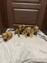 кавапу той пудел , снимка 7