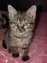 малко коте търси дом!, снимка 1