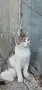 ПОДАРЯВАМ 2 ПРЕКРАСНИ КОТЕТА., снимка 1