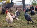 продавам пуйки пуяци, снимка 3