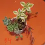 Сукуленти микс вкоренени, снимка 14