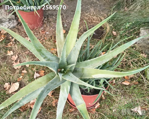 🌿 ПРОДАВАМ ЛЕЧЕБНО АЛОЕ ВЕРА 🌿 , снимка 12 - Стайни растения - 56662282