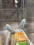 Вълнисти (Рейнбоу) гр.Раковски, снимка 5