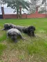 Чистокръвни бебета Кане Корсо, снимка 3