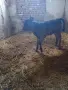 Продавам телета, снимка 3