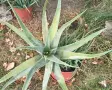 🌿 ПРОДАВАМ ЛЕЧЕБНО АЛОЕ ВЕРА 🌿 , снимка 12