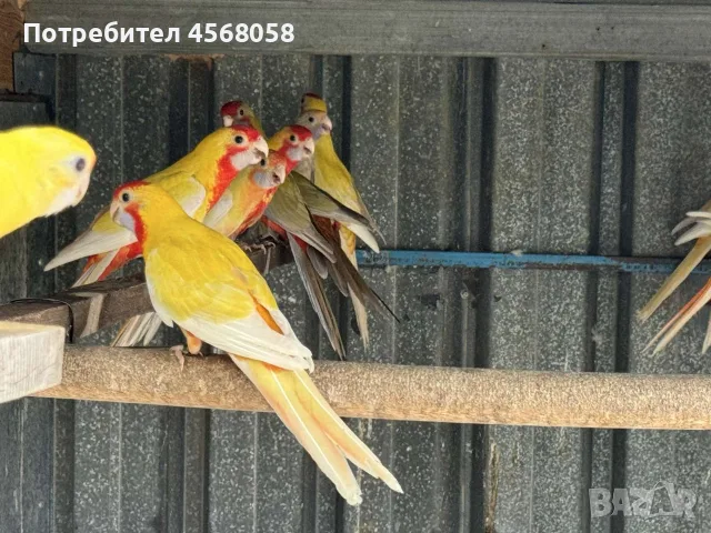 По договаряне! Розели, снимка 7 - Папагали - 56643197