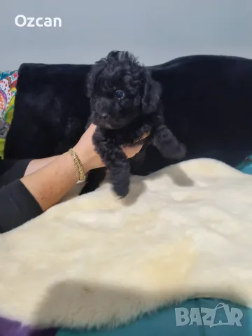 МалТипу ♥️🐶🐶🐶🐶🐶, снимка 3 - Пудели - 56741548